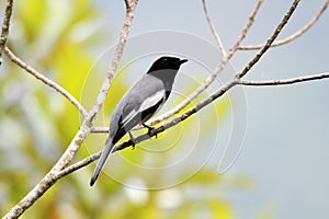 McGregor's Cuckooshrike