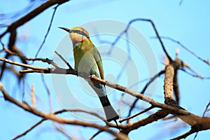 McGregor's Cuckooshrike