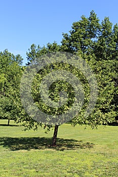 McIntosh Apple Tree photo