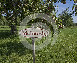 McIntosh apples on a tree photo