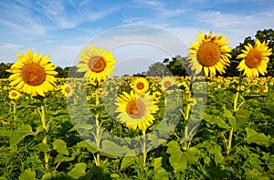 McKee Beshers Maryland Sunflowers in Field Blue Sky