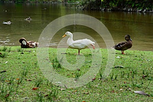 McLaren Falls Park, New Zealand. Idyllic landscape with bright green vegetation; a tourist attraction. Wild ducks, one of them exe