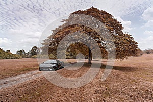 Mclaren parked under a nice scenic tree