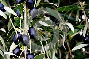 McLaren Vale Olives