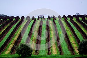 McLaren Vale Rolling Vineyard