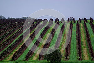 McLaren Vale Vines