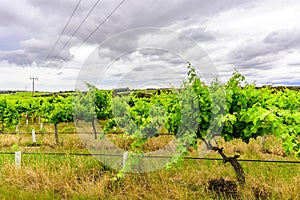 McLaren Vale Vineyards outside Adelaide Australia