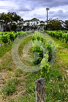 McLaren Vale Vineyards outside Adelaide Australia