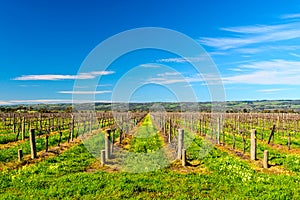 McLaren Vale wineries