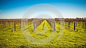 McLaren Vale wineries