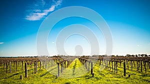 McLaren Vale wineries