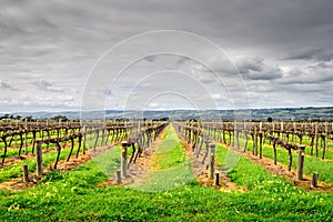 McLaren Vale wineries