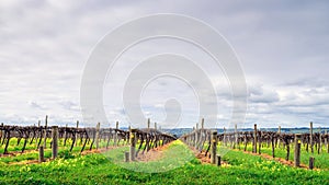 McLaren Vale wineries