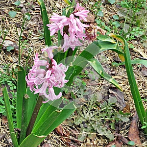 Mclean pink Gypsy Queen 2017