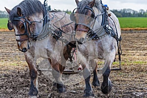 Draft Horses Plowing a Field