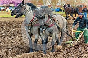 Draft Horses pull a plow guided by a man