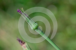 Mcro photography of Purple Salsify flower