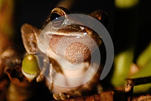 Mcro shot portrait of a Polypedates maculatus frog with blur background