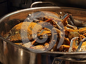 MD blue crabs in pot - live