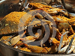MD blue crabs in pot - live