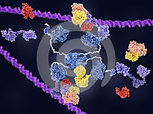 MDM2 controls the action of p53 tumor suppressor