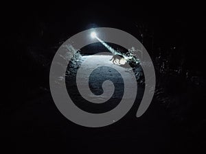 Me and my German Shepherd in the snowy night