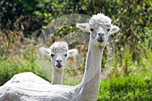 Me And My Sidekick - Alpacas