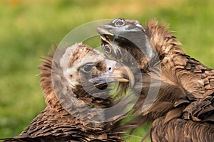 Me and my stupid brother. Two cinereous vultures: serious and funny