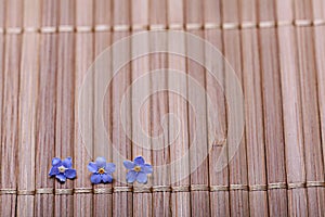 Me-nots on a wooden background