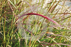 Meadaw clump of pink grass in the garden