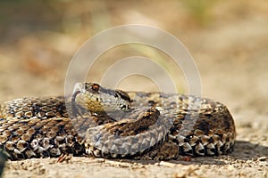 Meadow adder on ground