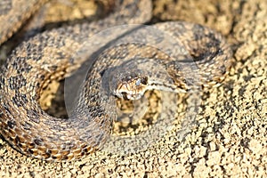 Meadow adder hatched from hibernation