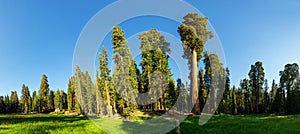 Meadow against huge pine forest panoramic view