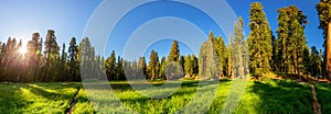 Meadow against huge pine forest panoramic view