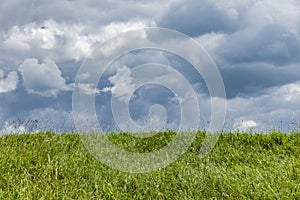 Meadow in the AllgÃ¤u