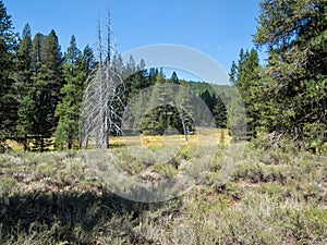 Meadow along the Emigrant Trail