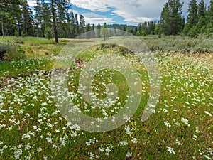 Meadow along the Emigrant Trail