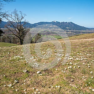 Meadow with alpine spring crocus flowers, near lenggries village, bavarian alps