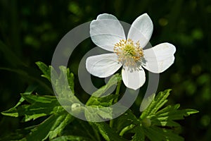 Meadow Anemone - Anemone canadensis