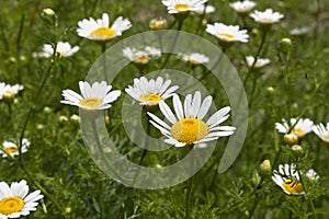 Meadow with Anthemis arvensis in bloom