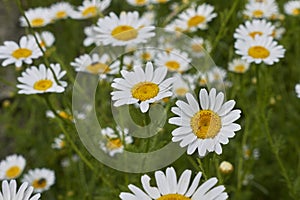 Meadow with Anthemis arvensis in bloom