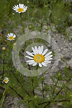 Meadow with Anthemis arvensis in bloom