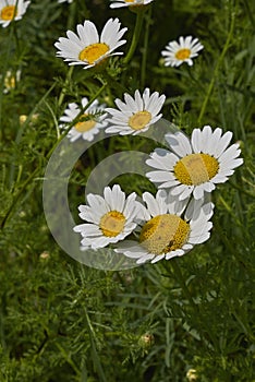 Meadow with Anthemis arvensis in bloom