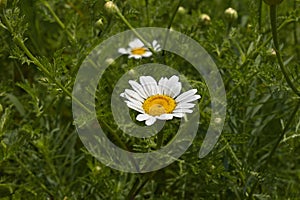 Meadow with Anthemis arvensis in bloom