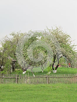 Meadow  and apple-trees gargen  ,country village spring, fences, village landskape