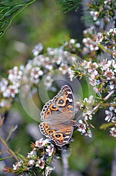 Meadow Argus butterfly on white flowers