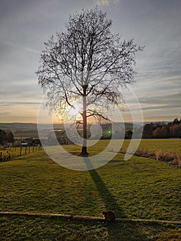 The meadow with aspen tree (populus tremula) in spring