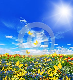 Meadow with assorted flowers and butterflies