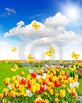 Meadow with assorted flowers and butterflies