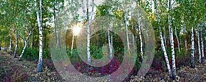 Meadow in the autumn birch forest